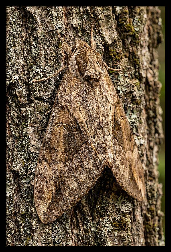 Atlas Moth Camouflaged On Bark