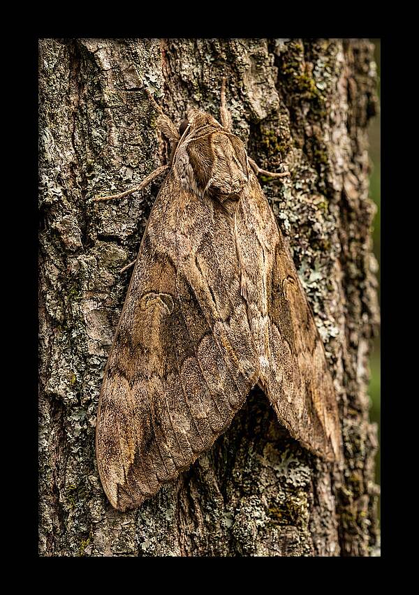 Atlas Moth Camouflaged On Bark