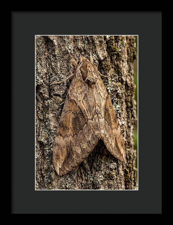 Atlas Moth Camouflaged On Bark