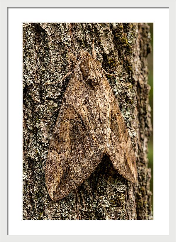 Atlas Moth Camouflaged On Bark