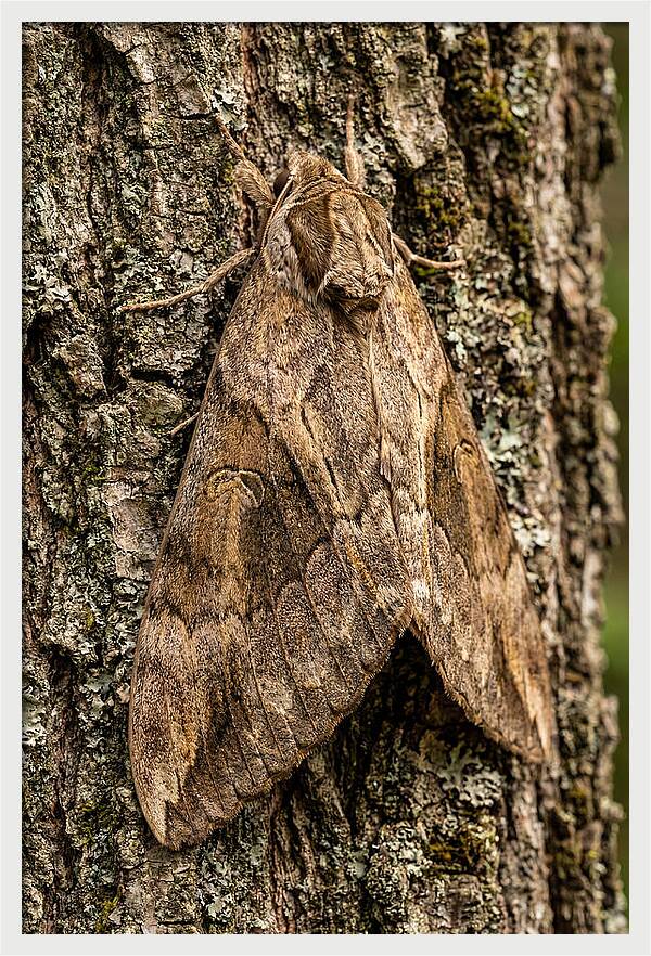 Atlas Moth Camouflaged On Bark