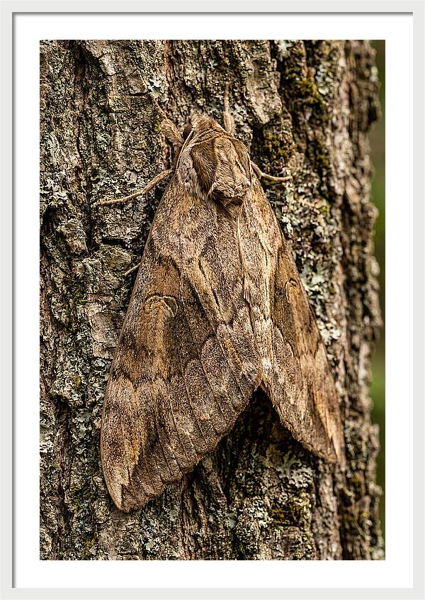 Atlas Moth Camouflaged On Bark