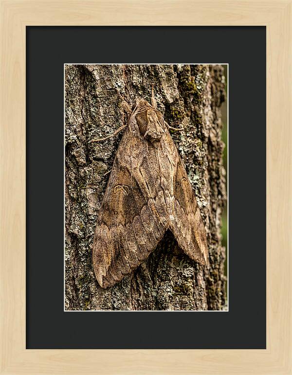 Atlas Moth Camouflaged On Bark