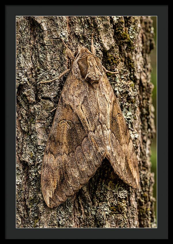 Atlas Moth Camouflaged On Bark