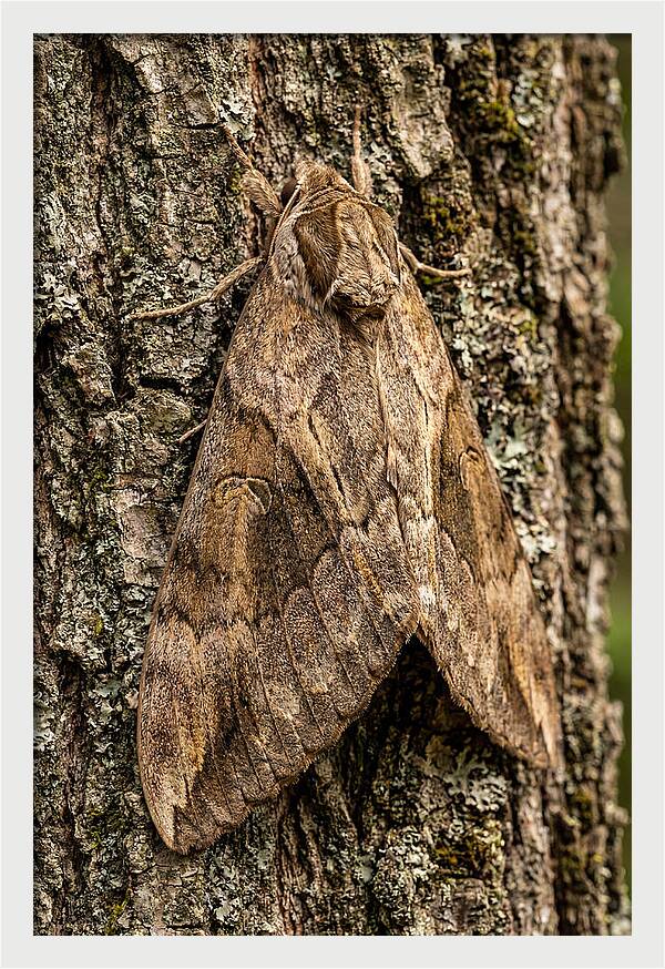 Atlas Moth Camouflaged On Bark