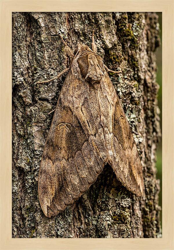 Atlas Moth Camouflaged On Bark