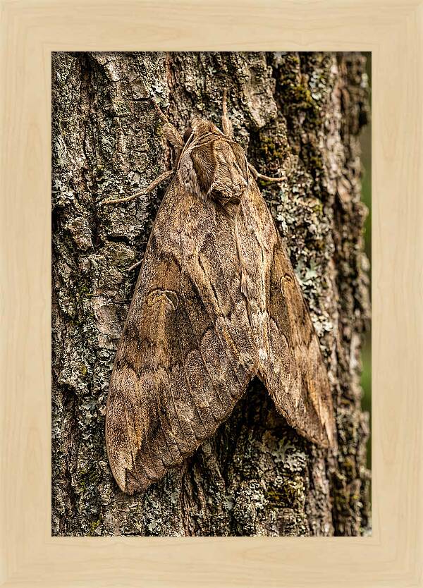 Atlas Moth Camouflaged On Bark