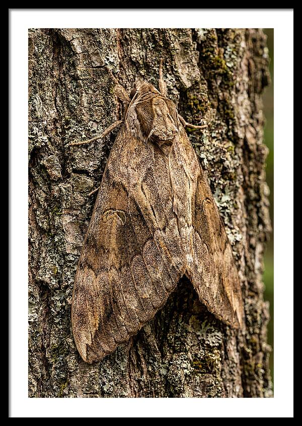 Atlas Moth Camouflaged On Bark