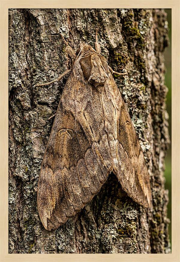 Atlas Moth Camouflaged On Bark