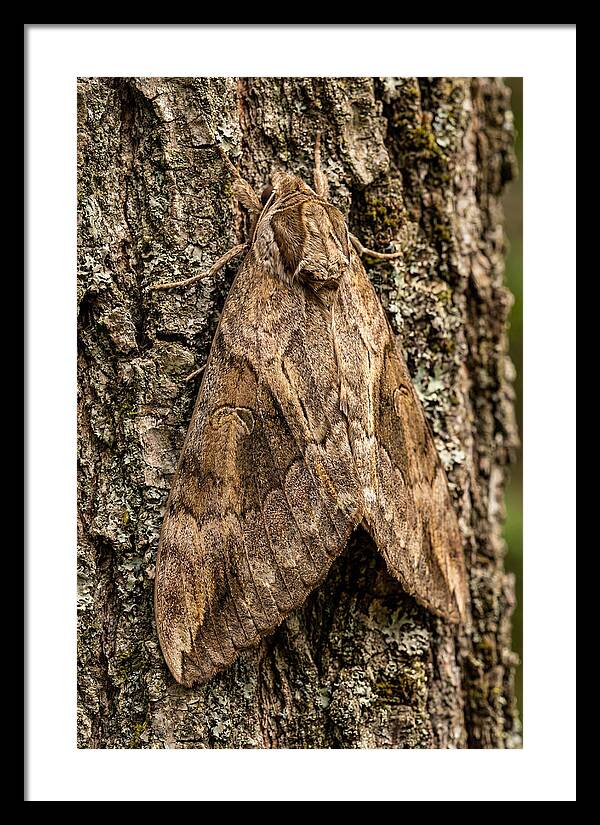 Atlas Moth Camouflaged On Bark