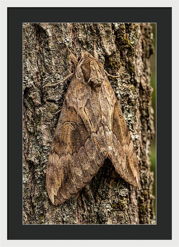 Atlas Moth Camouflaged On Bark
