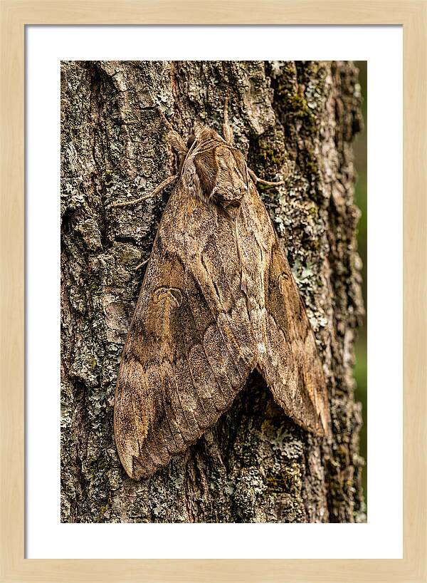 Atlas Moth Camouflaged On Bark