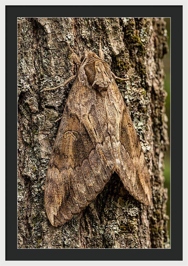 Atlas Moth Camouflaged On Bark