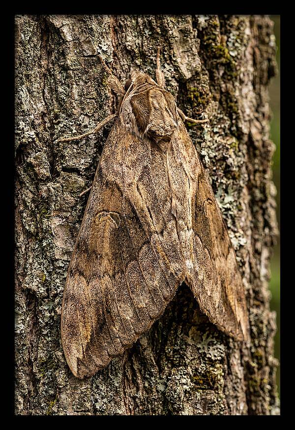 Atlas Moth Camouflaged On Bark