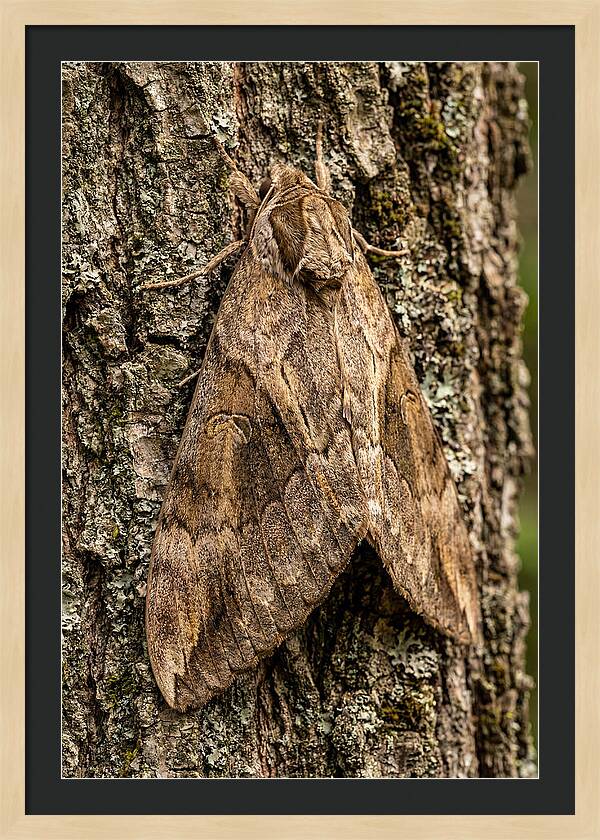 Atlas Moth Camouflaged On Bark