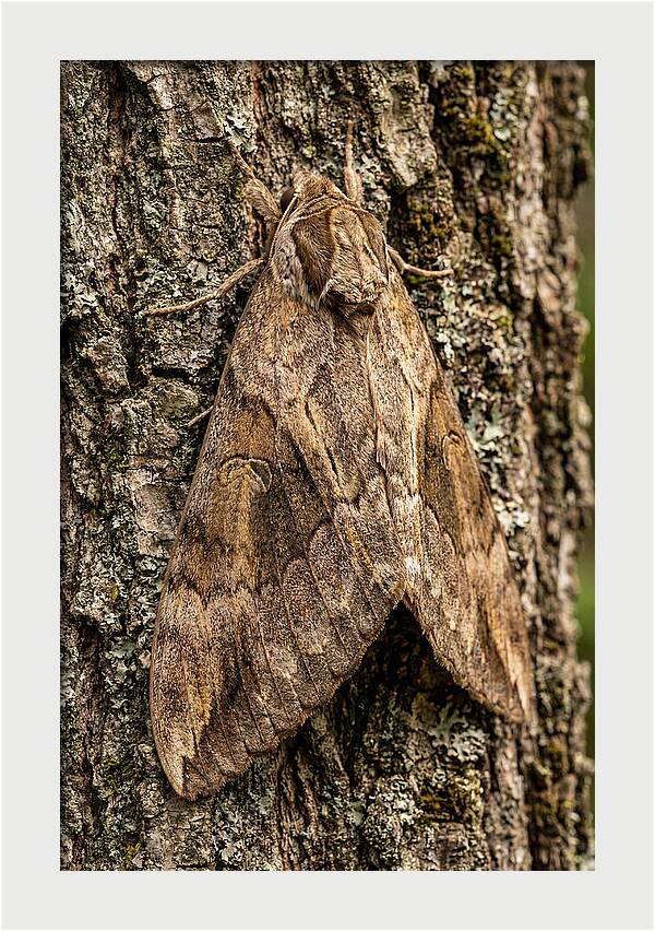 Atlas Moth Camouflaged On Bark