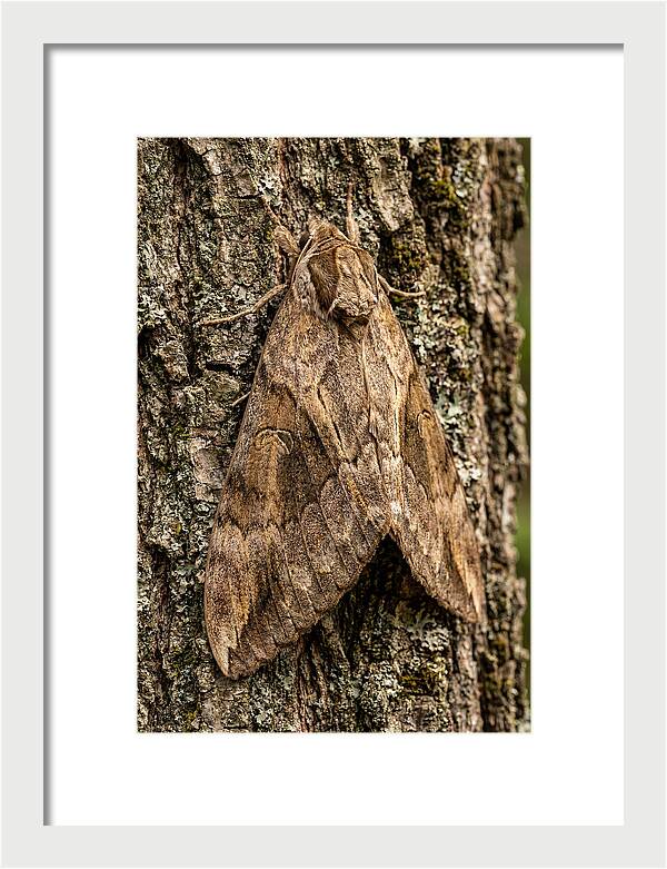 Atlas Moth Camouflaged On Bark