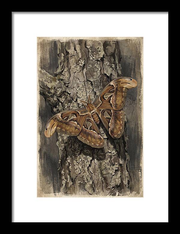 Atlas Moth Camouflaged On Bark