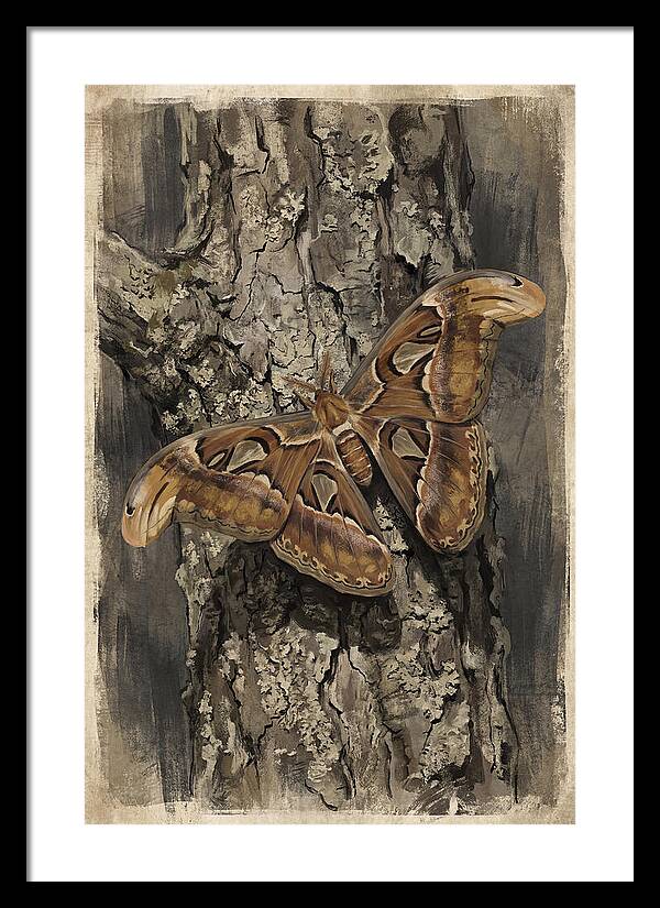 Atlas Moth Camouflaged On Bark