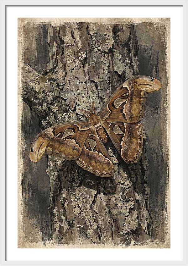 Atlas Moth Camouflaged On Bark