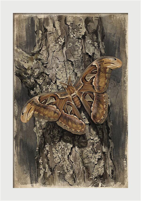 Atlas Moth Camouflaged On Bark
