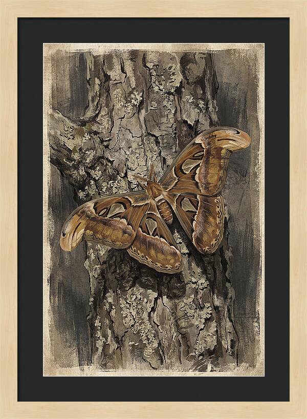 Atlas Moth Camouflaged On Bark