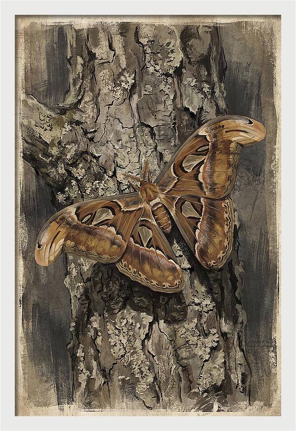 Atlas Moth Camouflaged On Bark