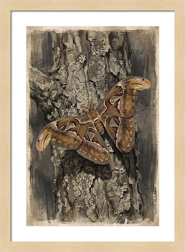 Atlas Moth Camouflaged On Bark