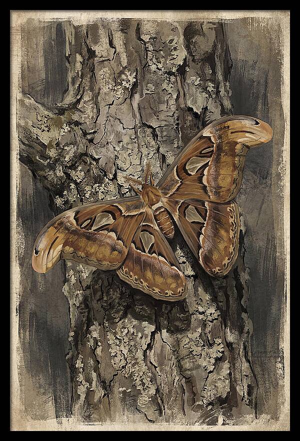 Atlas Moth Camouflaged On Bark