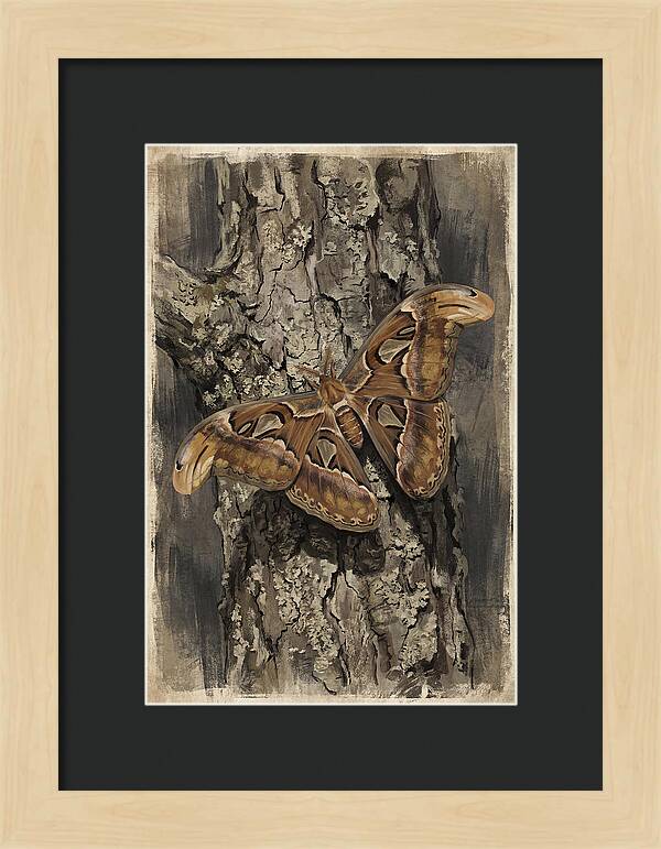 Atlas Moth Camouflaged On Bark