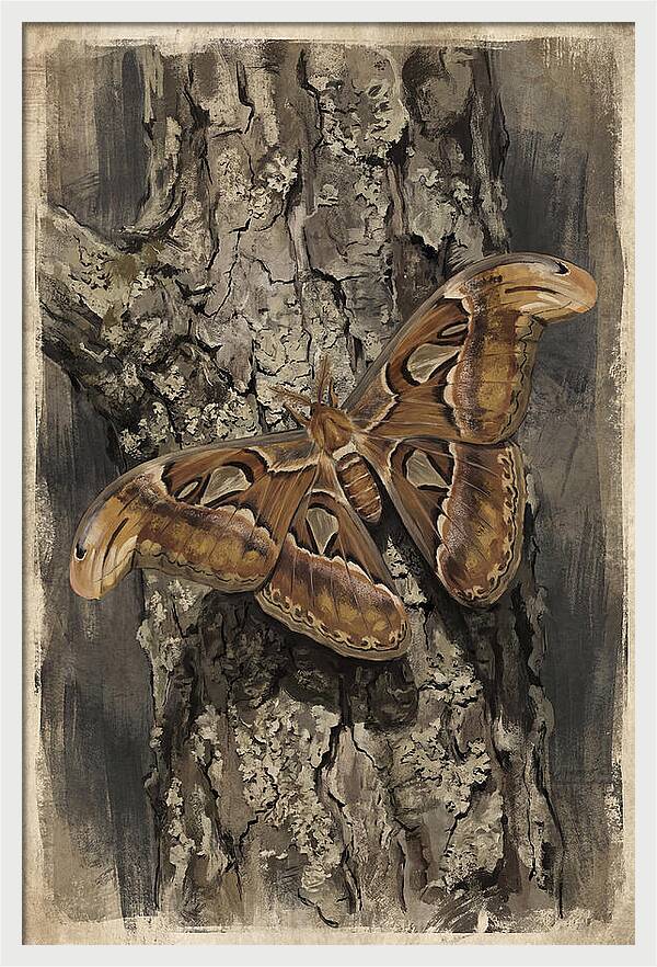 Atlas Moth Camouflaged On Bark
