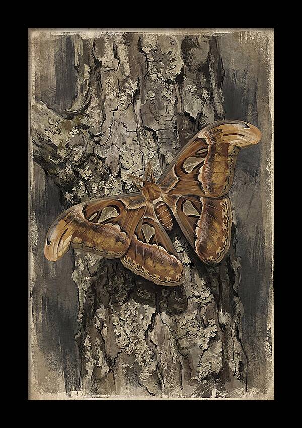 Atlas Moth Camouflaged On Bark