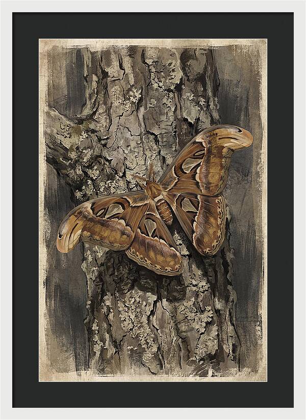Atlas Moth Camouflaged On Bark