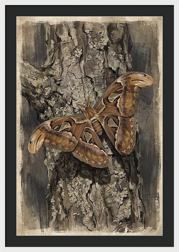 Atlas Moth Camouflaged On Bark