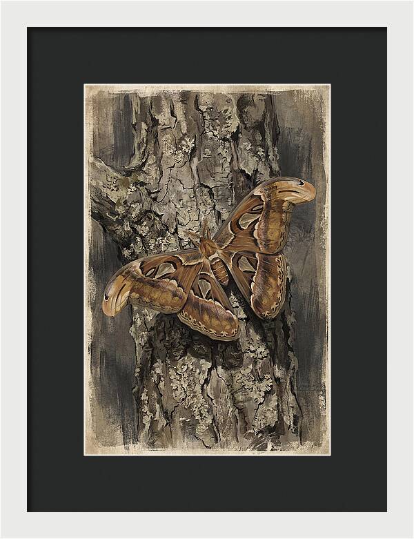 Atlas Moth Camouflaged On Bark