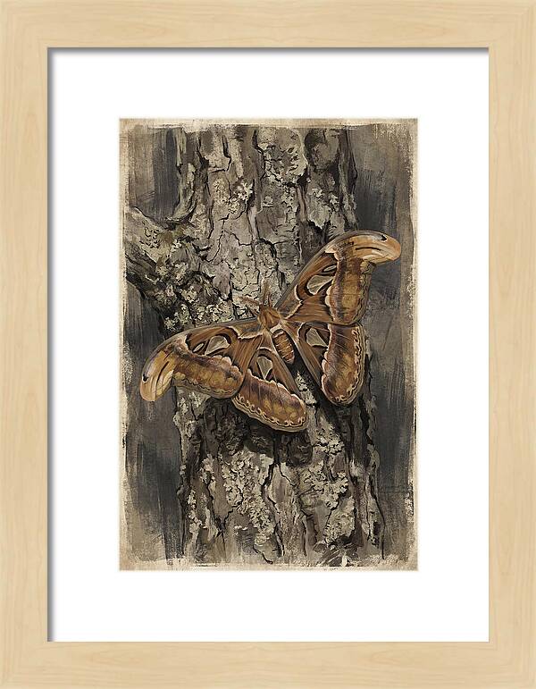 Atlas Moth Camouflaged On Bark