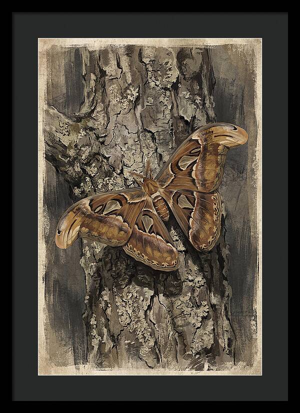 Atlas Moth Camouflaged On Bark