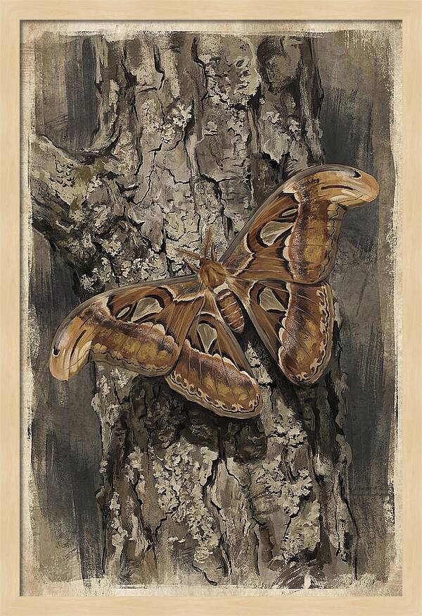 Atlas Moth Camouflaged On Bark