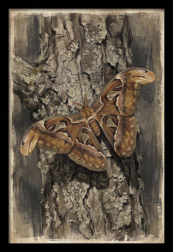 Atlas Moth Camouflaged On Bark
