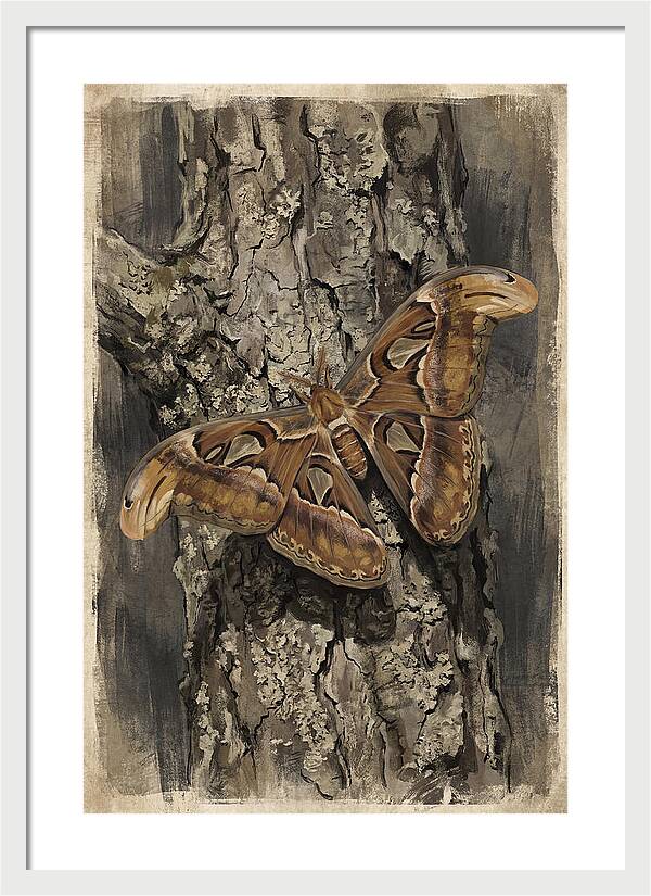 Atlas Moth Camouflaged On Bark