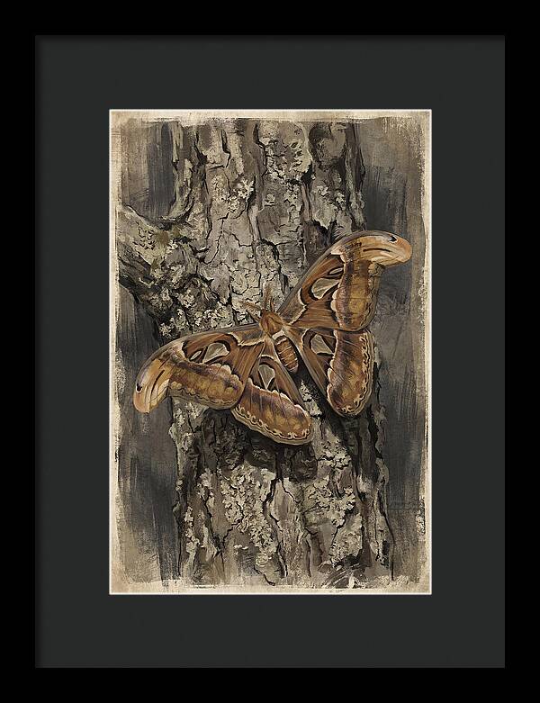 Atlas Moth Camouflaged On Bark
