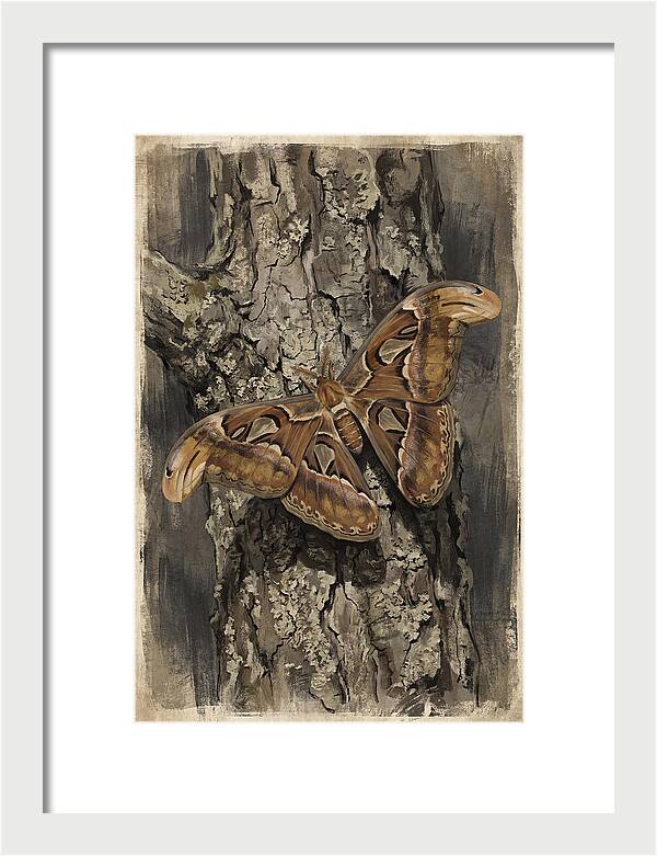 Atlas Moth Camouflaged On Bark