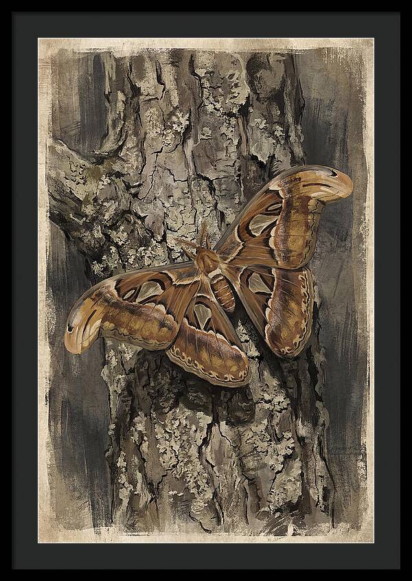 Atlas Moth Camouflaged On Bark