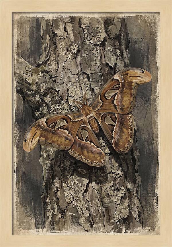 Atlas Moth Camouflaged On Bark