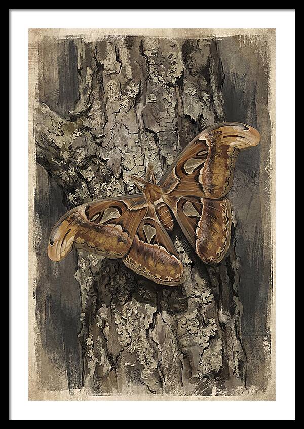 Moth Art