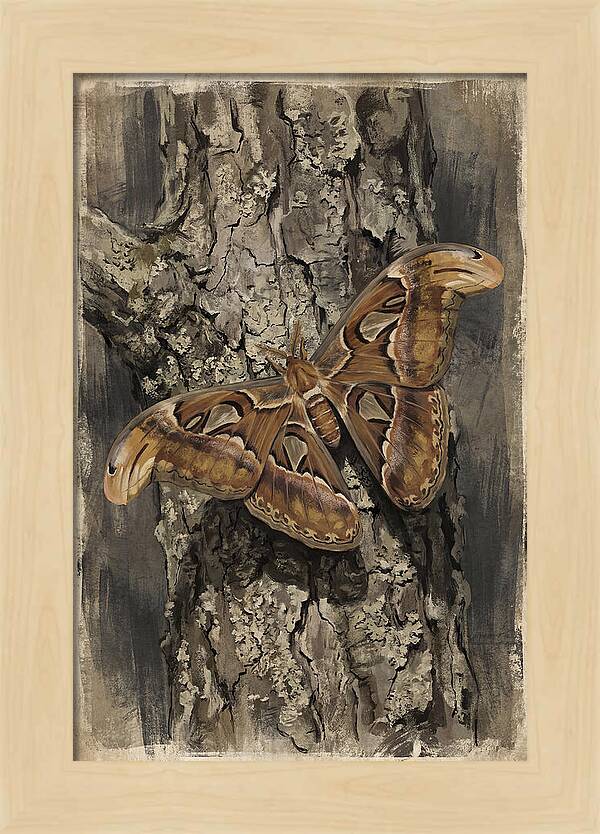 Atlas Moth Camouflaged On Bark