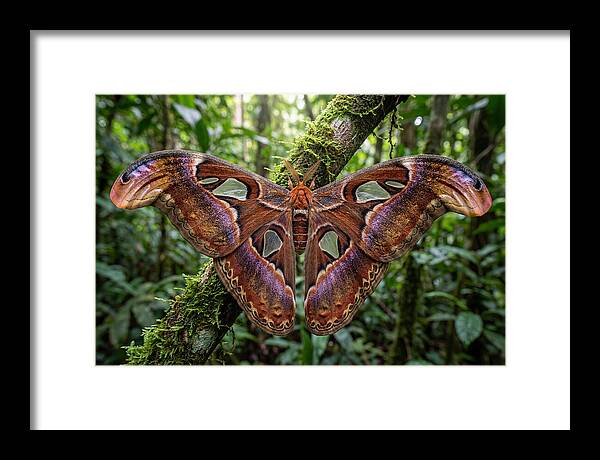 Atlas Moth Displaying Majestic Wingspan