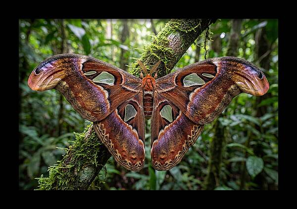 Atlas Moth Displaying Majestic Wingspan