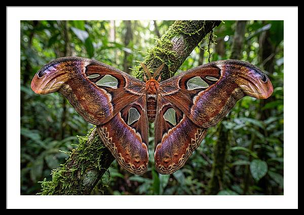 Atlas Moth Displaying Majestic Wingspan