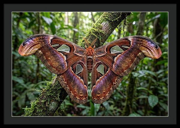 Atlas Moth Displaying Majestic Wingspan